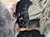 Border terrier puppies