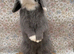 Male 4 months old