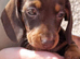 Chocolate & tan miniature Dachshund girl