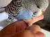 Tame baby budgies straight from the parents
