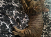 3 beautiful sprayed 2 year old cats