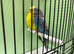 Black face & black wing proven pair budgies