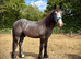 Yearling Cob Colt to make 14.3