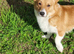 Clyde - Red & White Male (1 1/2 years old)