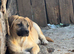 ️ KIRA – A Little Ray of Sunshine Looking for Her Forever Family ️