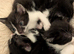 Beautiful litter of kittens ready this weekend