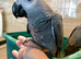 Baby African grey Glasgow