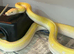 Golden Child Purple Snow Dwarf Reticulated Python at Birmingham Reptiles