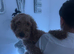 Poodle standard