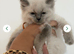 Bluepoint ragdoll kittens