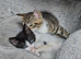 3 lovely girls kittens
