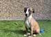 Ready to leave now 3 kc pedigree bred show whippet pups