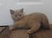 Chocolate and lilac boys british shorthair