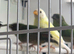 Parrot finches red face and seagreens and blue face