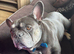 4 Year Old Male French Bulldog