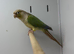 Conure