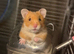 1 Syrian hamster left