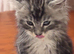 Fantastic Young Maine Coon Male, Active Type