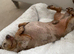 Miniature Dachshund Boy