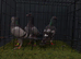 4 Racing pigeons