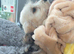 2 female cockapoos
