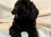 Stunning F1b cockapoo puppies READY NOW