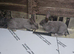 Pure grey bunnie rabbit