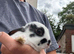 Baby english rabbits
