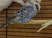 Budgies for rehome