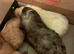 Guinea pig babies for sale bh23
