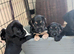 Cockerdales (patterdale cross cocker) READY NOW