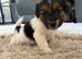 Sealyham terrier x jackrussel