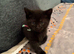 5 Beautiful Black Kittens Looking for Loving Homes