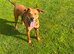 10 month old red dog x doberman x