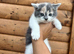 5 beautiful kittens