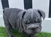 BIG ROPE FRENCHIES