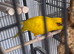 Kakarike
