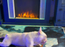 French bulldog male