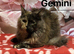 Red Girl Maine Coon Kitten