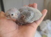 GC Conure Chicks Hand Reared