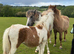 Shetland x dhp yearling filly