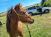 Sweet Dartmoor Hill Pony Gelding