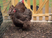 Chocolate & chocolate mottled Orpington pair.