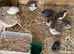 4 female 1 male