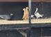 Tippler pigeons and equipment