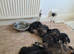 German Shepherds