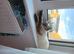 Seal Linx Ragdoll Female for sale.