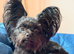 4 yorkiepoos girls and boys ready 24th july