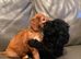 Cocapoo puppies