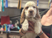 1 kc reg show male puppy